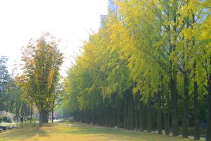 京義線林蔭道-廢棄鐵路的改造