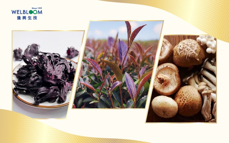 台灣在地原料升級 — 黑晶洛神、蕈菇、紫茶。圖／品牌提供