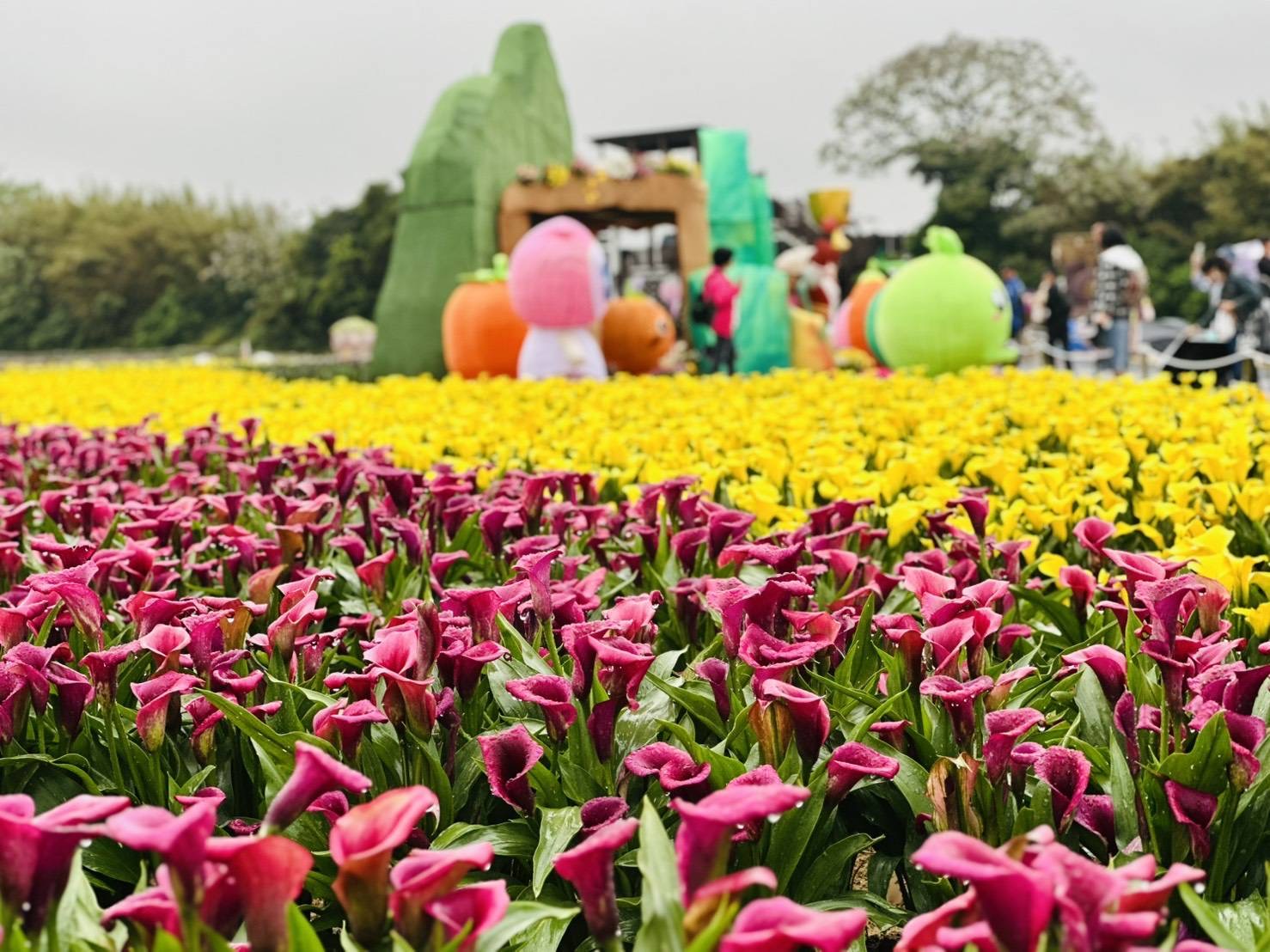 2026桃園彩色海芋季《園夢奇芋記》現場有超過6萬5千株彩色海芋,更搭配小蒼蘭、百合、波斯菊,超過14個不同品種,總共高達20萬株的夢幻花草綻放。